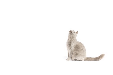 Portrait of British Shorthair cat on a white background.の写真素材
