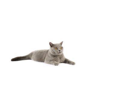 Portrait of British Shorthair cat on a white background.の写真素材