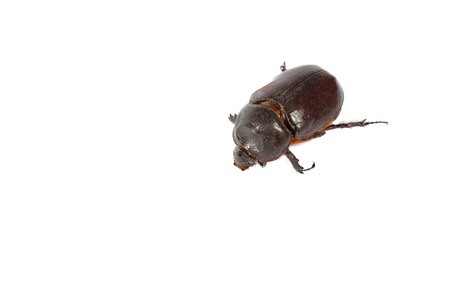 Big brown beetle isolated on a white background. macroの写真素材