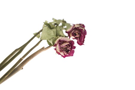 A dried roses isolated on a white background.
