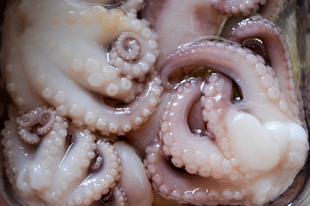 A little pink octopus is ready for foodの写真素材