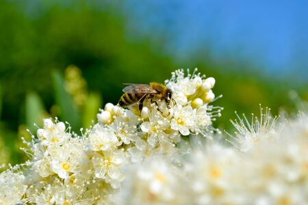 bee on flower collecting pollenの写真素材