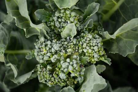 broccoli after the rain macroの写真素材