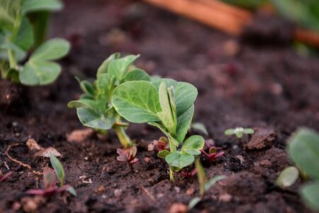 young green pea sprouts