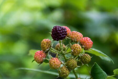 blackberries are spiced on the branch