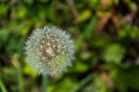 white air dandelion macro