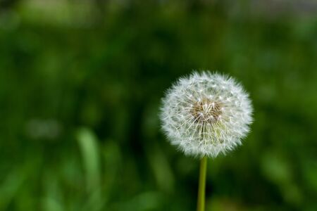 white air dandelion