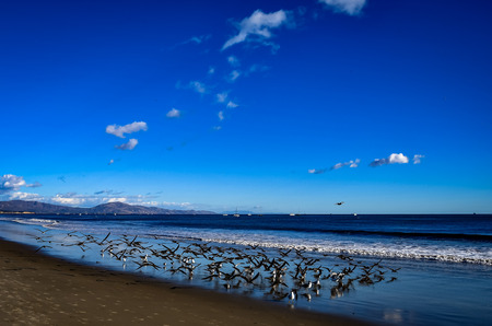 flock of birdsの写真素材