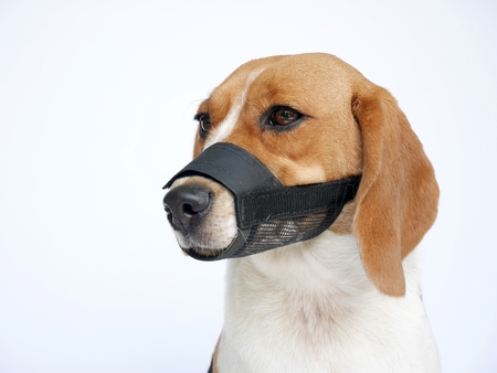 beagle dog wears muzzle sitting isolated on white backgroundの写真素材