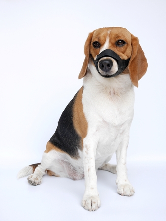 beagle dog wears muzzle sitting isolated on white backgroundの写真素材
