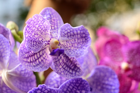 Beautiful orchids in Rajaphat Royal Park