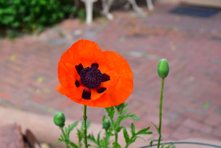 Red poppy flower in the garden. Red poppies in the garden.の写真素材