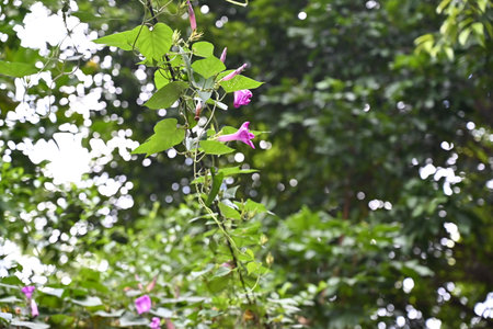 Purple flower on the tree in the garden,Thailand.の写真素材