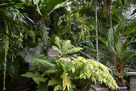 Tropical garden with ferns and other exotic plants.の写真素材