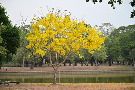 Golden Shower Tree in public park, Ayutthaya, Thailandの写真素材