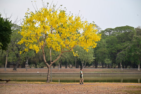 Man standing under the tree with yellow flowers in the park, Thailand.の写真素材