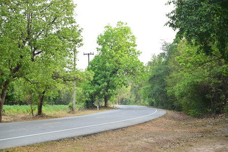Curve road with trees in the park. Natural landscape background.の写真素材