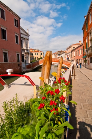 Venice Italy red chili pepper plants close upの写真素材