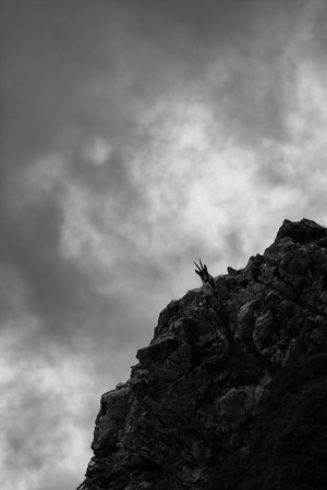 unearthly chamois greets from the gloomy mountainの写真素材