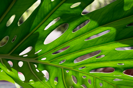 Big green leaf of Monstera tropical plantの写真素材