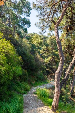 Spring meadow with green tree, grass, rocks and clear blue sky at the top of mountains of Buyukada island - Princes island - Istanbul, Turkeyの写真素材