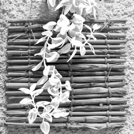 Black and white of fresh plant leaves over shabby bamboo decoration hanging on rough wallの写真素材