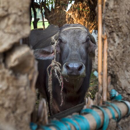 Closeup face of Egyptian grey buffalo framed by open window of clay stockyard in traditional Egyptian villageの写真素材