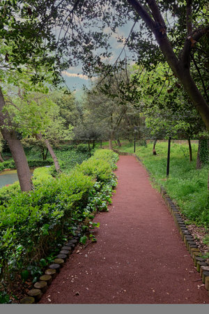 Winding path leads through a lush green forest with lush tall imposing trees on either side with sun light shining through the treesの写真素材