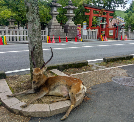 Nara, JAPAN - Aug. 08 2017: One of the famous sacred sika deers in Nara Park with pretty horns is sitting for resting.のeditorial素材