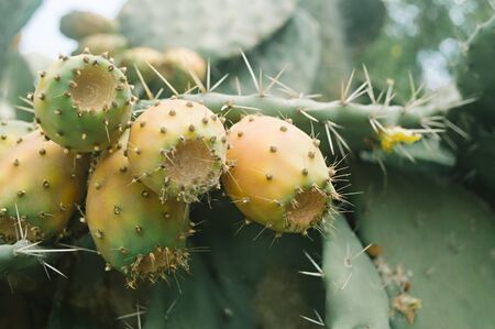 Prickly pear. Barbary fig. Moroccan cactus. Close- up. Nature wallpaper backgroundの写真素材