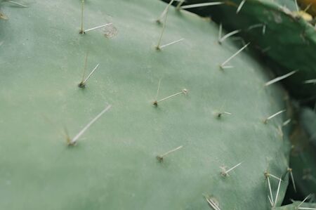 Prickly pear. Barbary fig. Moroccan cactus. Nature wallpaper backgroundの写真素材