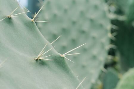 Prickly pear. Barbary fig. Moroccan cactus. Nature wallpaper backgroundの写真素材