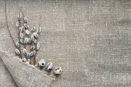 Easter card concept with willow branches and quail eggs on canvas background with copy space, top viewの写真素材