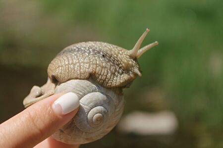 Snail closeup in female hand on a blurred background with bokeh in the rays of the bright sunの写真素材