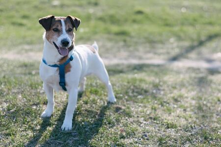 Jack Russell Terrier on a walk with open mouth and sticking out tongue looks awayの写真素材