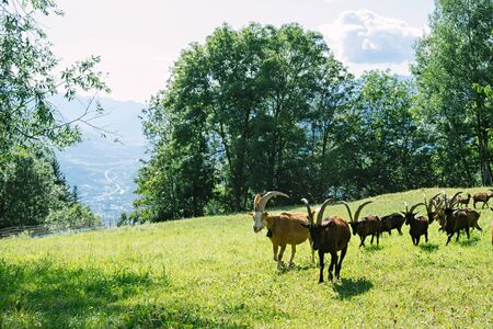Group of mountain goats in alpine meadows. Natural and protected areas of Italyの写真素材