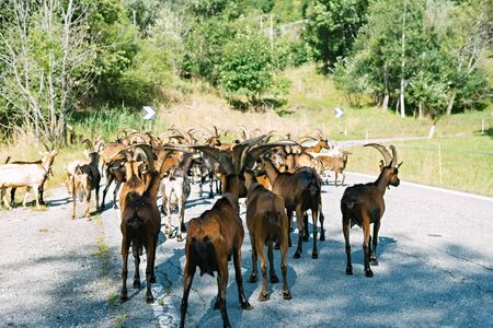 A group of mountain goats went on the road in the Alps. Natural and protected areas of Italyの写真素材