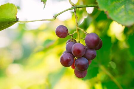 Bunches of grapes close-up on the vine. Background image. Copy spaceの写真素材