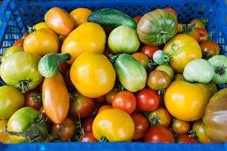 Bright multi-colored tomatoes and cucumbers in a plastic basket in the field. Close-up. Background.