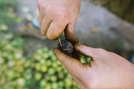 Dirty hands of an adult man who painted with iodine because they peel walnuts with a knife. Harvest conceptの写真素材
