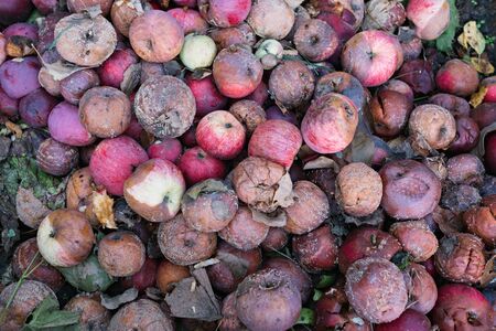 Rotten apples in a heap on the groundの写真素材