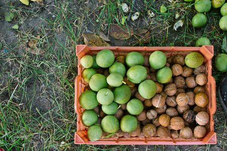 Picked and gathered black walnut from tree in a plastic containerの写真素材