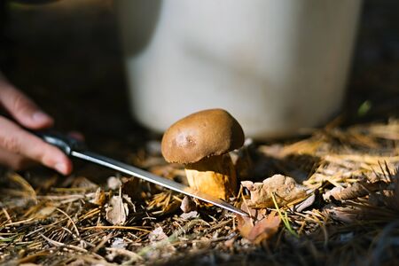 The search for mushrooms in the forest. Mushroom picker. A man is cutting a brown mushroom with a knife. Hands of a man, a knife, mushrooms.の写真素材