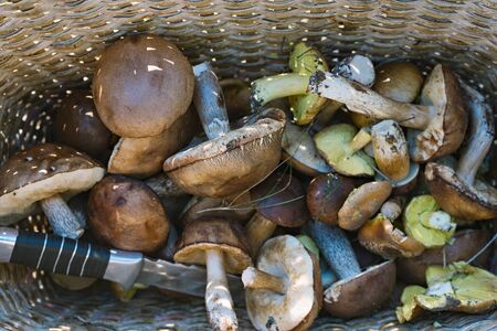 Background with full basket of fresh wild mushrooms. Mushroom picking.の写真素材