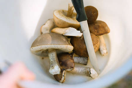 Edible wild boletus mushrooms and a knife in a white plastic bucket. Close upの写真素材