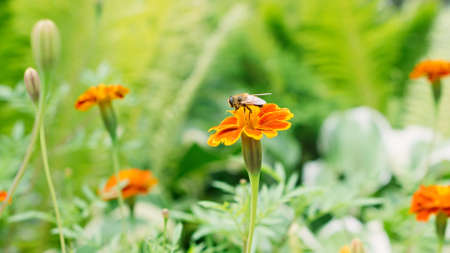 Beautiful orange red tagetes flowers in garden. A bee collects honey from a marigold flower. Floral backgroundの写真素材