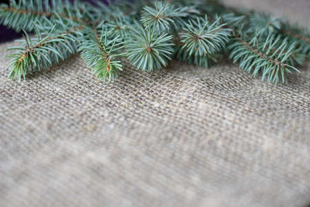 Green spruce branch on a gray mat. Rough burlap and spruce paw with copy space.の写真素材