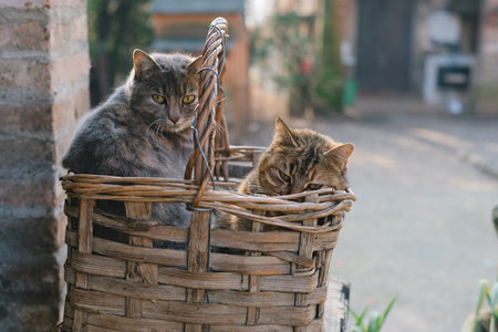Cats sitting and relaxing in an old tattered basket in the backyard. Pets