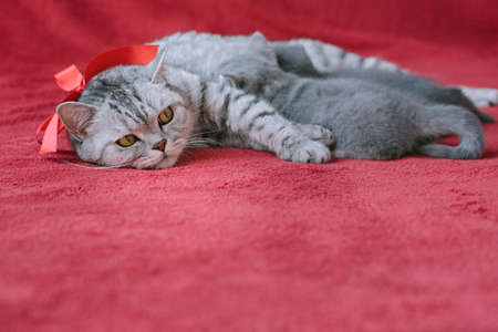 Mother cat and her newborn kittens on the red background. Happy mothers day. Close- upの写真素材