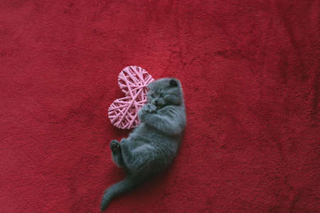 Scottish fold breed. Little fluffy kitten plays plays with a braided heart on a red background